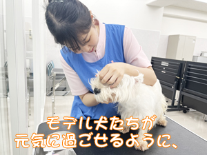 モデル犬の健康を守ります！